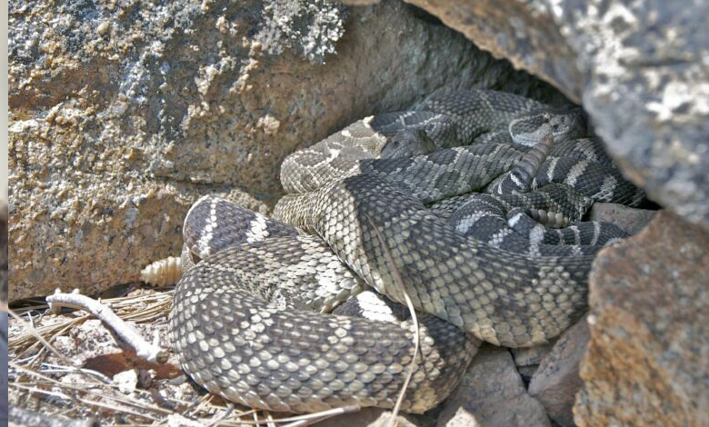 Important things to know while mapping rattlesnake dens