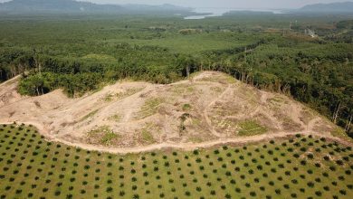 indonesias deforestation crisis deadlydisasters amplified by environmental degradation