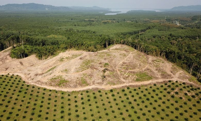 indonesias deforestation crisis deadlydisasters amplified by environmental degradation
