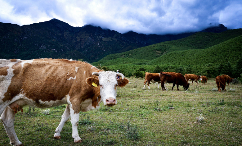 Climate change shaping the future of Brazilian cattle sector: the industry must adapt soon or risk major losses