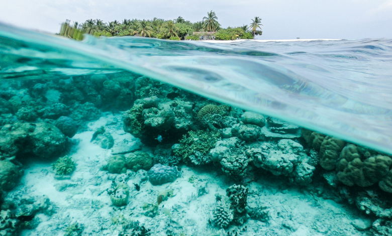 coral reefs