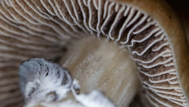 Mushrooms could be the next big thing in fashion. Let's understand fungus fabric