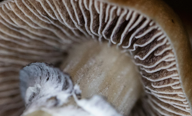 Mushrooms could be the next big thing in fashion. Let's understand fungus fabric