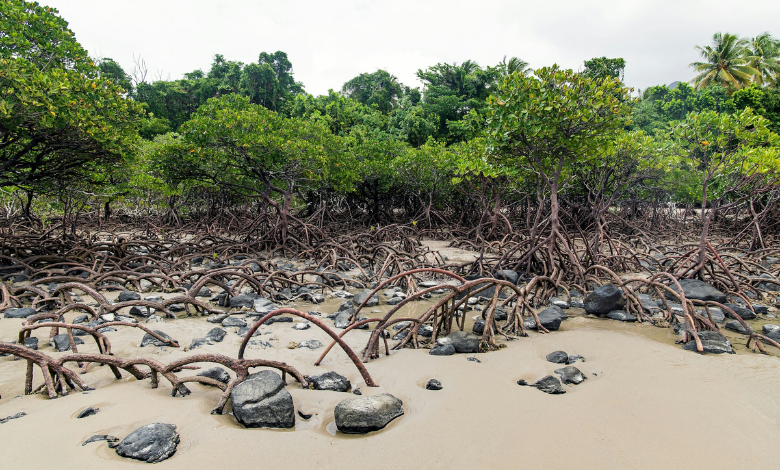 Nature's carbon storehouse at risk: human behaviour threatening 50% of mangrove forests on Earth