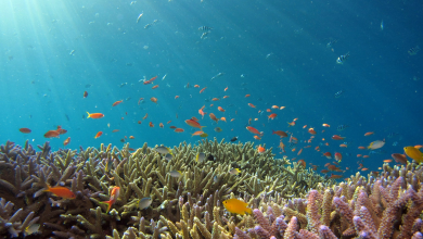 Thai authorities close pristine Koh Pling island over mass coral bleaching