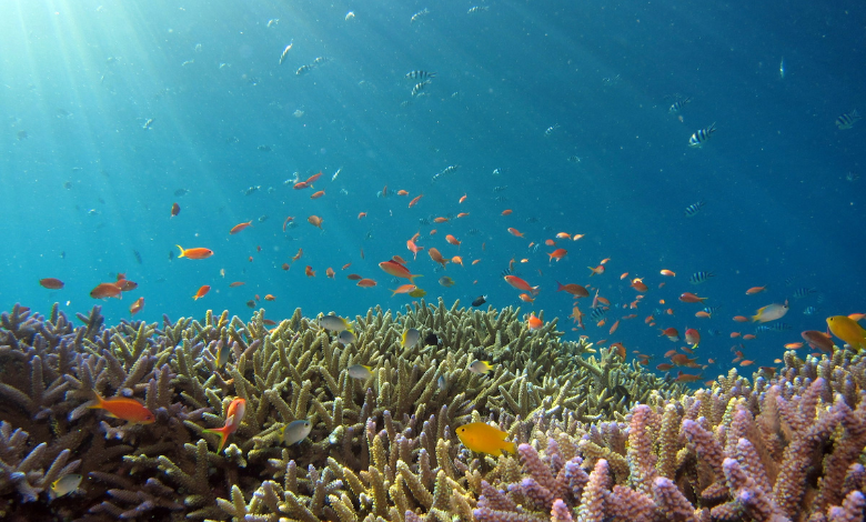 Thai authorities close pristine Koh Pling island over mass coral bleaching