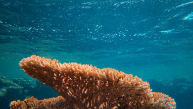 Your guide to simple lifestyle changes to protect coral reefs