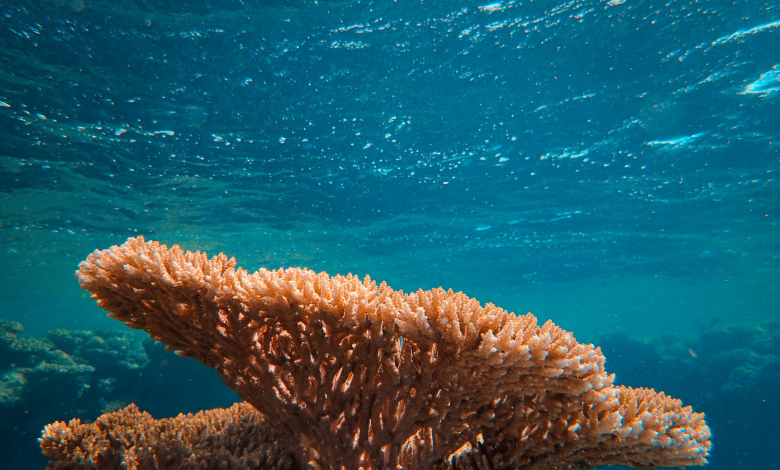 Your guide to simple lifestyle changes to protect coral reefs