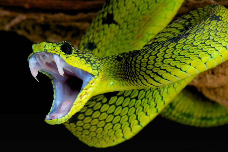 amzn snake