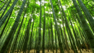 10 Fascinating Facts About Bamboo