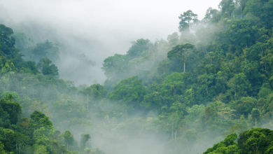 Explore 7 interesting facts about the tropical rainforest
