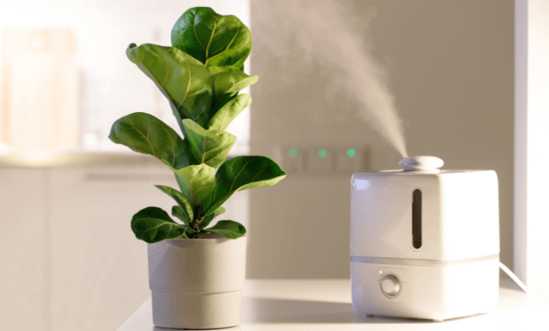 5 Safe and Earth-Friendly Air Fresheners for a Happier Home