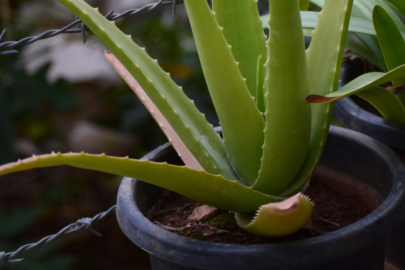 air purifier,air purifying houseplants,indoor air quality,indoor air pollution