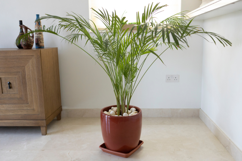 air purifier,air purifying houseplants,indoor air quality,indoor air pollution