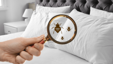 Bed bugs are a menace. Check out top tips to prevent or control an infestation