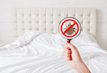 Natural, chemicals, pest control: a step-by-step guide to get rid of bed bugs