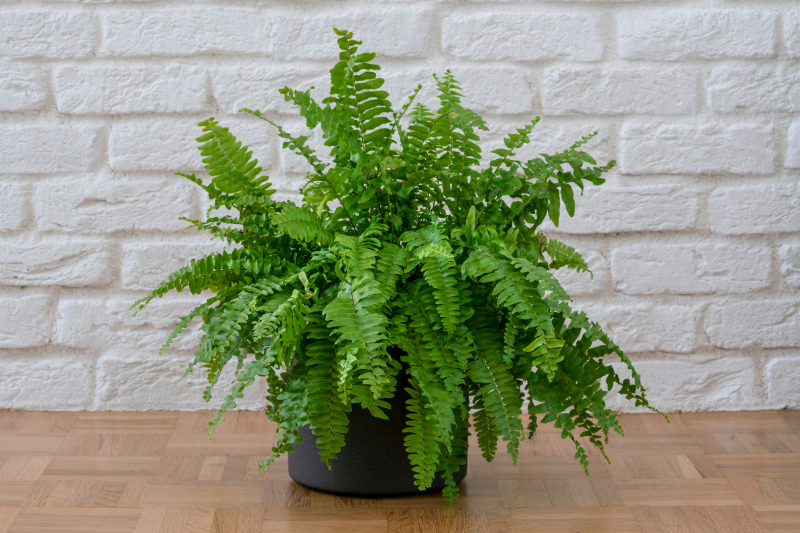 boston fern