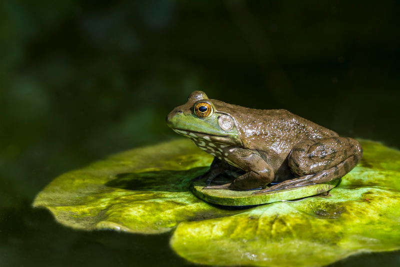 bull frog