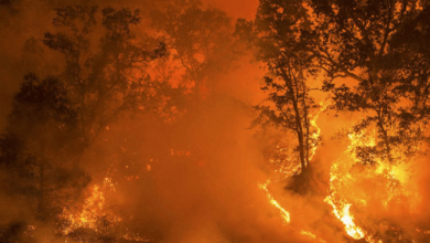 Ronnie Stout: California's Park Fire becomes largest active blaze in US