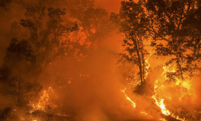 Ronnie Stout: California's Park Fire becomes largest active blaze in US