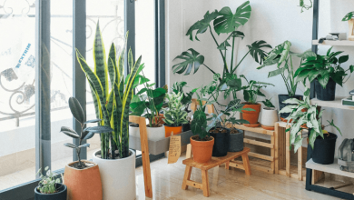 Top 5 indoor air purifying houseplants for improved health and cognitive performance