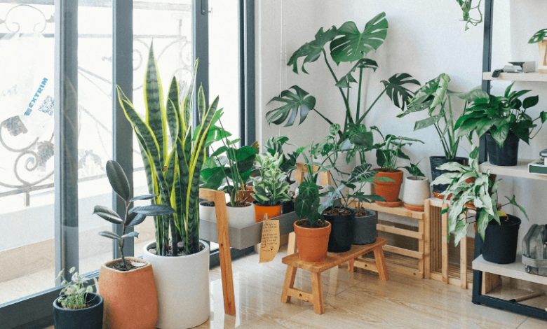 Top 5 indoor air purifying houseplants for improved health and cognitive performance