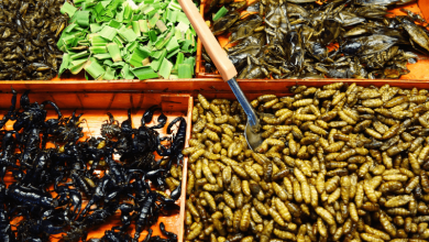 Singapore approves 16 insects as safe for human consumption: Is it the right thing to do?