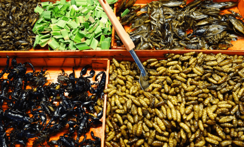 Singapore approves 16 insects as safe for human consumption: Is it the right thing to do?