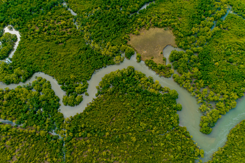 mangroves 6