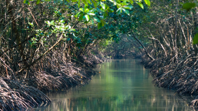 Mangroves: Nature's Superheroes Against Climate Change