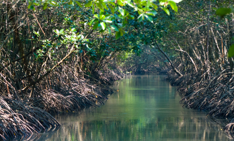 Mangroves: Nature's Superheroes Against Climate Change