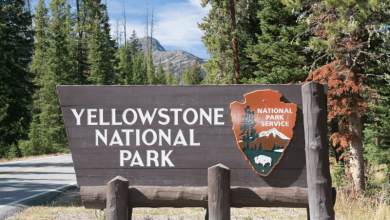 National Park vs National Forest: Know the Difference for a Better US Adventure