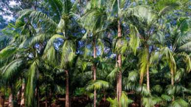 This Indian state resorts to palm tree planting as climate change makes lighting deaths more frequent