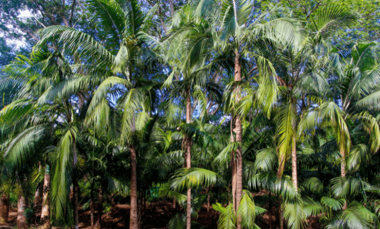 This Indian state resorts to palm tree planting as climate change makes lighting deaths more frequent