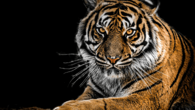 Tigers: Nature's Guardians and Cultural Icons