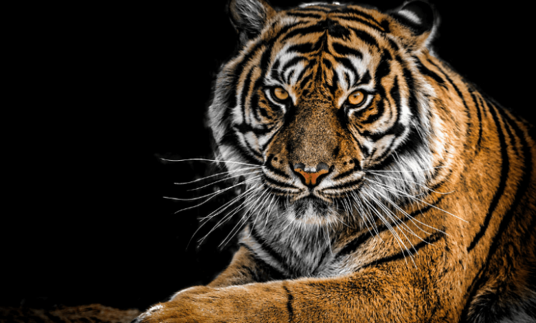 Tigers: Nature's Guardians and Cultural Icons