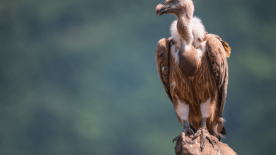 Death of Vultures in India Causes 500,000 Human Deaths and Money Loss