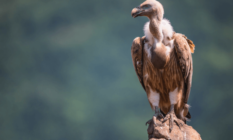 Death of Vultures in India Causes 500,000 Human Deaths and Money Loss