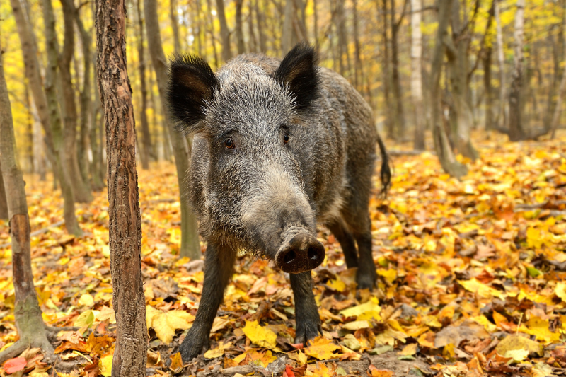 5 Creatures to Survive The Climate Change,Creatures to Survive The Climate Change,Climate Change