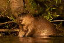 beavers in danger pm donald tusk blames the ecosystem engineers for poland floods