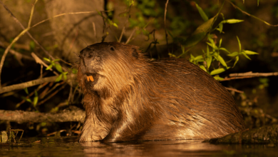 beavers in danger pm donald tusk blames the ecosystem engineers for poland floods