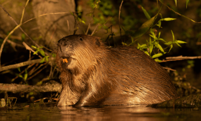 beavers in danger pm donald tusk blames the ecosystem engineers for poland floods