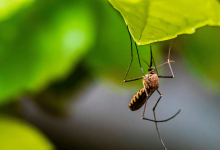 is climate change expanding the reach of eee a rare mosquito borne disease