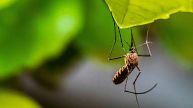 is climate change expanding the reach of eee a rare mosquito borne disease