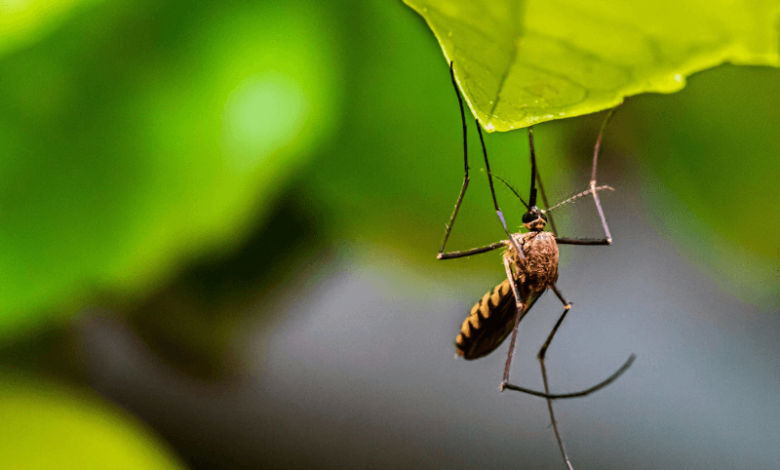 is climate change expanding the reach of eee a rare mosquito borne disease