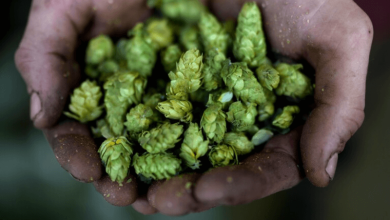 oktoberfest climate change threatening german beer industry but this plant nursery could give a solution