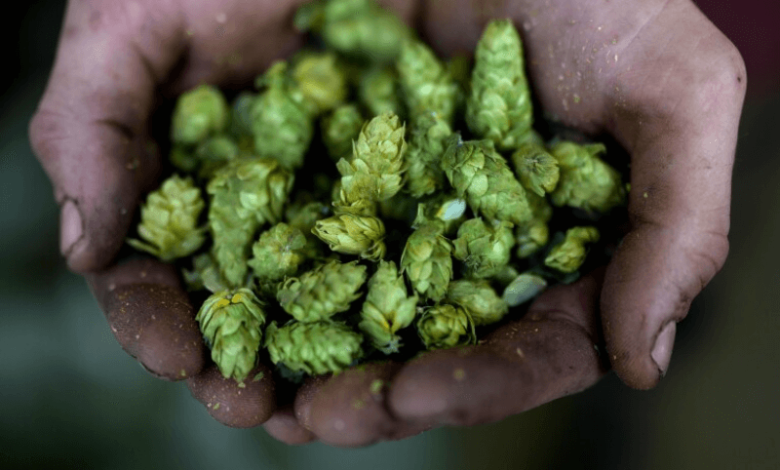 oktoberfest climate change threatening german beer industry but this plant nursery could give a solution