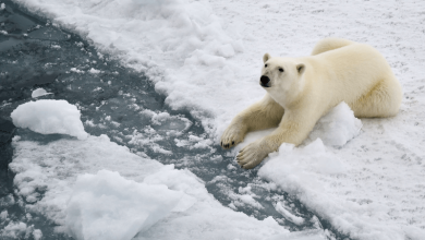 climate-change-increases-disease-risk-for-polar-bears