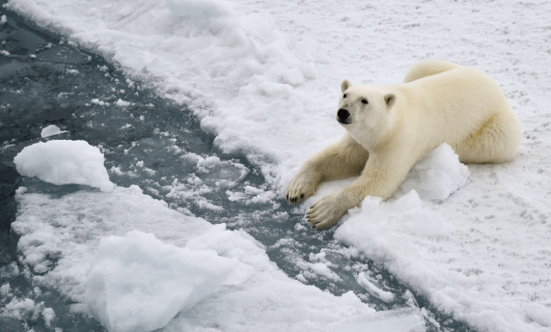 climate-change-increases-disease-risk-for-polar-bears