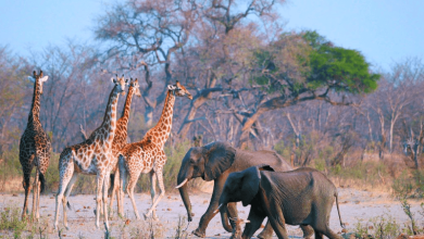 these countries need to kill elephants for food as drought persists conservationists say its cruel